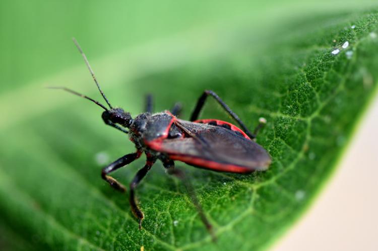 CHAGAS/Kissing Bug