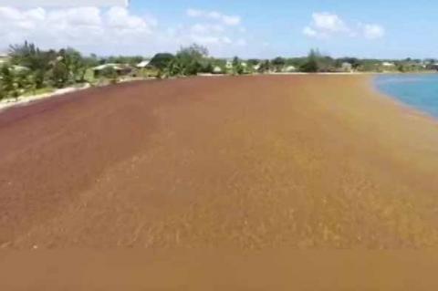 Sargassum along San Pedro's Coast Line
