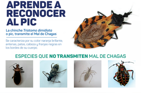 CHAGAS/Kissing Bug