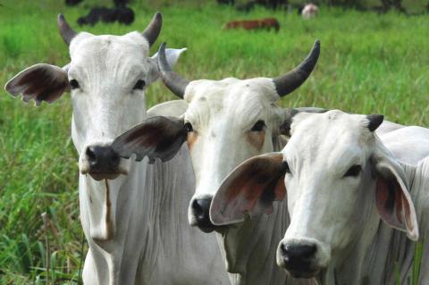 Belize's Cattle for Export