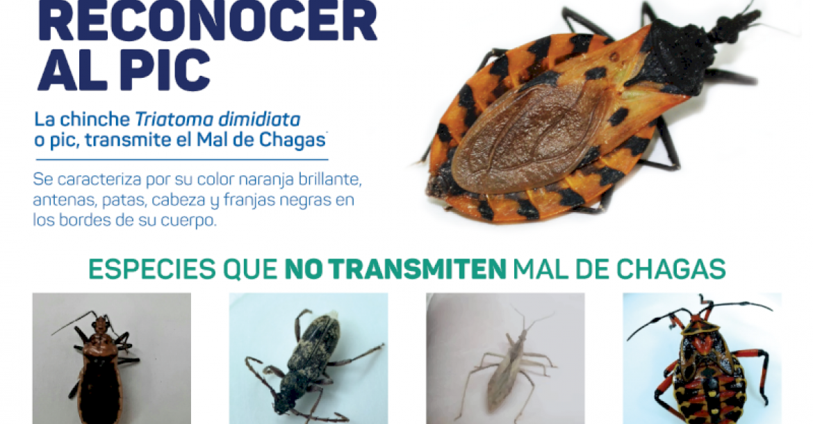CHAGAS/Kissing Bug