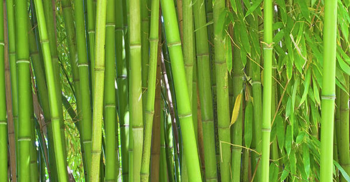 A new Promising Bamboo Industry for the south