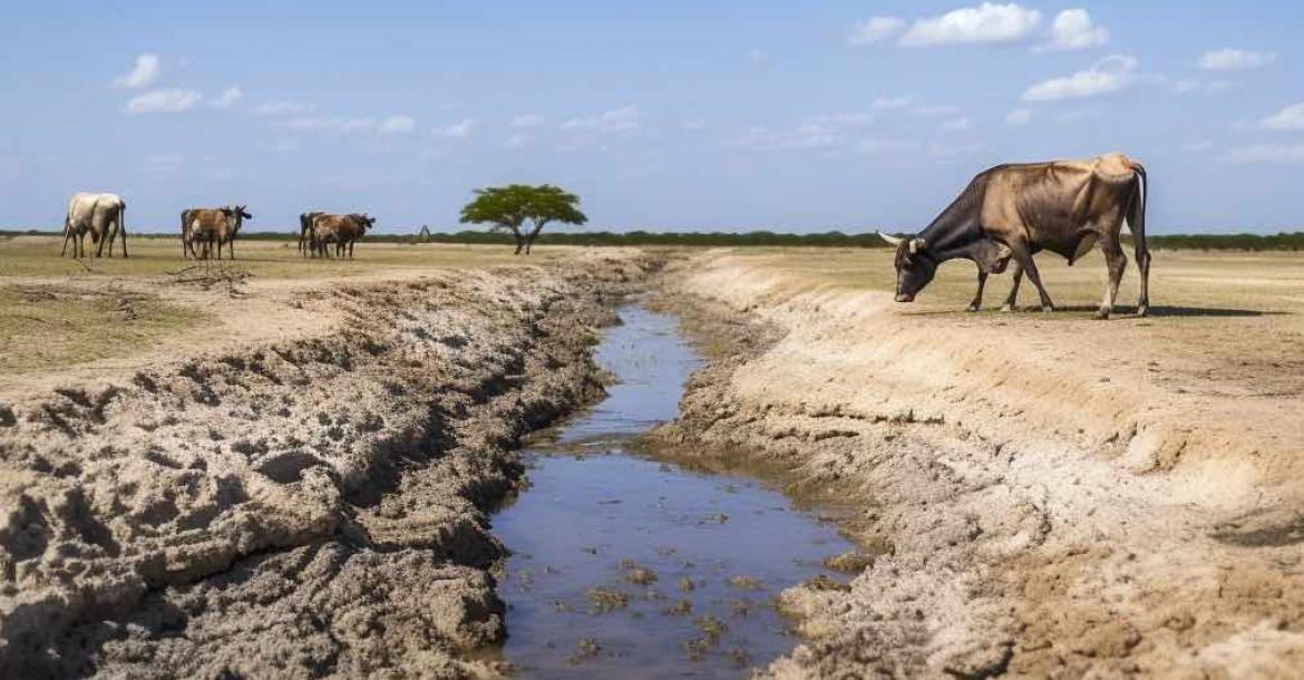 cattle in field drying up irrigation