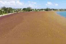 Sargassum along San Pedro's Coast Line